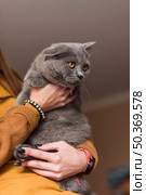 woman carrying grey british shorthair cat. Стоковое фото, агентство Ingram Publishing / Фотобанк Лори