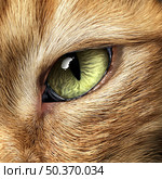 Cat Eye close up as a feline  or kitten looking for prey or staring representing animals and veterinary pet care in a 3D illustration style. Стоковое фото, агентство Ingram Publishing / Фотобанк Лори