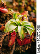 carnivorous tropical pitcher plant nepenthes. Стоковое фото, агентство Ingram Publishing / Фотобанк Лори