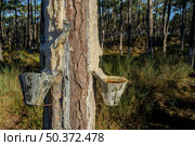 Extraction of natural resin from pine tree trunks in Ovar - Portugal. Стоковое фото, агентство Ingram Publishing / Фотобанк Лори