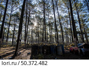Extraction of natural resin from pine tree trunks in Ovar - Portugal. Стоковое фото, агентство Ingram Publishing / Фотобанк Лори