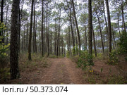 Pine trees forest view in Ovar - Portugal. Стоковое фото, агентство Ingram Publishing / Фотобанк Лори