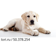 Studio portrait of a beautiful and cute labrador dog breed. Стоковое фото, агентство Ingram Publishing / Фотобанк Лори