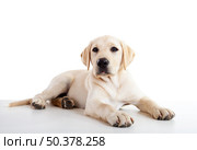 Studio portrait of a beautiful and cute labrador dog breed. Стоковое фото, агентство Ingram Publishing / Фотобанк Лори