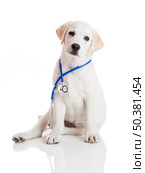 Beautiful labrador retriever with a stethoscope on his neck, isolated on white. Стоковое фото, агентство Ingram Publishing / Фотобанк Лори