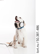 Beautiful labrador retriever with a stethoscope on his neck, isolated on white. Стоковое фото, агентство Ingram Publishing / Фотобанк Лори