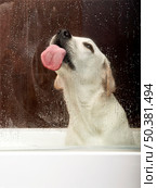 Beautiful labrador retriever inside the bathtub waiting for the bath and licking the water on the glass. Стоковое фото, агентство Ingram Publishing / Фотобанк Лори