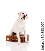 Beautiful dog of breed Labrador retriever sitting over a baggage. Стоковое фото, агентство Ingram Publishing / Фотобанк Лори