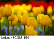 Picture of beautiful yellow tulips on shallow deep of field. Стоковое фото, агентство Ingram Publishing / Фотобанк Лори
