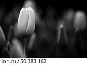 Beautiful black and white picture of tulips. Стоковое фото, агентство Ingram Publishing / Фотобанк Лори