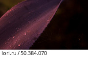 close up water drop cactus plant. Стоковое фото, агентство Ingram Publishing / Фотобанк Лори