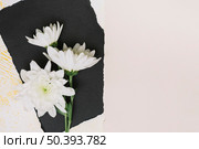 white flowers black paper sheet. Стоковое фото, агентство Ingram Publishing / Фотобанк Лори