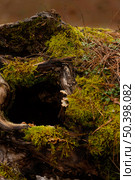 close up detail wild forest 4. Стоковое фото, агентство Ingram Publishing / Фотобанк Лори