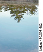 forest reflected water lake. Стоковое фото, агентство Ingram Publishing / Фотобанк Лори