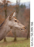 portrait wild deer forest 3. Стоковое фото, агентство Ingram Publishing / Фотобанк Лори
