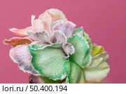 beautiful bloomed flower close up. Стоковое фото, агентство Ingram Publishing / Фотобанк Лори