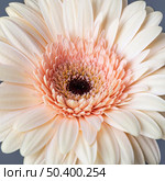 close up beautiful bloomed flower 3. Стоковое фото, агентство Ingram Publishing / Фотобанк Лори