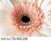 close up macro bloomed flower 2. Стоковое фото, агентство Ingram Publishing / Фотобанк Лори