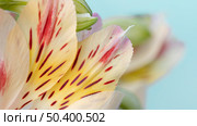 pretty macro bloomed flower 4. Стоковое фото, агентство Ingram Publishing / Фотобанк Лори