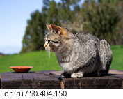 Beautiful Cute cat over a wood table. Стоковое фото, агентство Ingram Publishing / Фотобанк Лори
