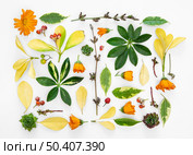 squared flowers collection 5. Стоковое фото, агентство Ingram Publishing / Фотобанк Лори