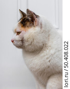 beautiful cat with white fur. Стоковое фото, агентство Ingram Publishing / Фотобанк Лори