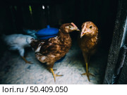 chickens coop. Стоковое фото, агентство Ingram Publishing / Фотобанк Лори