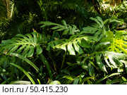 tropical verdure plants. Стоковое фото, агентство Ingram Publishing / Фотобанк Лори