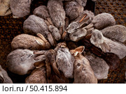 A group of rabbits huddled together in a circular formation, displaying various shades of fur, ranging from light brown to dark gray, against a textured surface creating a harmonious scene. Стоковое фото, фотограф Алина Лебедь / Фотобанк Лори