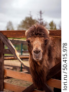 Brown, shaggy camelid with long fur peers over a wooden fence in an outdoor setting, behind the animal is a blurred view of trees and sky, creating a natural environment. Стоковое фото, фотограф Алина Лебедь / Фотобанк Лори