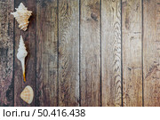 seashells wood. Стоковое фото, агентство Ingram Publishing / Фотобанк Лори