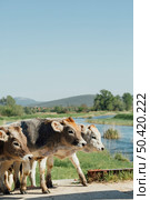 close up cows walking dirt road. Стоковое фото, агентство Ingram Publishing / Фотобанк Лори
