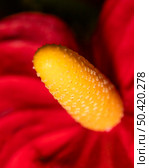 close up plant pestle with petal. Стоковое фото, агентство Ingram Publishing / Фотобанк Лори