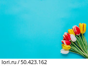 bunch tulips blue backdrop. Стоковое фото, агентство Ingram Publishing / Фотобанк Лори