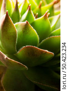 close up green succulent plant. Стоковое фото, агентство Ingram Publishing / Фотобанк Лори