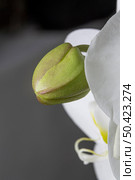 close up orhchid plant. Стоковое фото, агентство Ingram Publishing / Фотобанк Лори