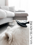 beautiful samoyed dog concept. Стоковое фото, агентство Ingram Publishing / Фотобанк Лори