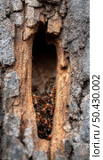 Colony of ants inside tree bark cavern: busy insect life revealed in woodland. Стоковое AI-изображение, AI-художник Olga Didraga / Фотобанк Лори