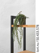Dischidia nummularia houseplant in a pot decorating modern home, house interior standing on loft rack, shelving isolated on white wall background.. Houseplant flower decorating home interior. Стоковое фото, агентство Ingram Publishing / Фотобанк Лори