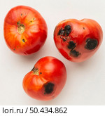 moldy tomatoes leftover food waste. Стоковое фото, агентство Ingram Publishing / Фотобанк Лори