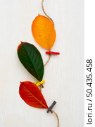 top view leaves tied with string. Стоковое фото, агентство Ingram Publishing / Фотобанк Лори