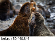 секачи северных морских котиков. Стоковое фото, фотограф Дмитрий УТКИН / Фотобанк Лори