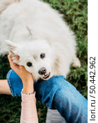adorable dog being petted by owner. Стоковое фото, агентство Ingram Publishing / Фотобанк Лори