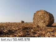 nature landscape with hay. Стоковое фото, агентство Ingram Publishing / Фотобанк Лори