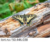 Old World swallowtail (Papilio machaon) close up. Стоковое фото, фотограф Саблин Станислав / Фотобанк Лори