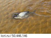 Рыба карп плавает в чистой воде озера. Стоковое фото, фотограф Бондарева Елена / Фотобанк Лори