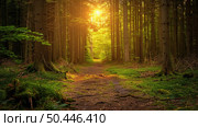 The suns rays penetrate the dense forest canopy, casting dappled light on the ground below. Стоковое AI-изображение, AI-художник Данила Большаков / Фотобанк Лори
