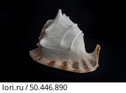 Cassis Cornuta seashell on a dark background. It is a species of large sea snail, a predatory marine gastropod mollusk in the family Cassidae of the coneflower genus Cassis. Стоковое фото, фотограф Анищенко Геннадий / Фотобанк Лори