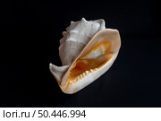 Морская раковина Cassis Cornuta на темном фоне. Вид большой морской улитки, хищного морского брюхоногого моллюска семейства шлемовидок Cassidae из рода шишаков Cassis. Стоковое фото, фотограф Анищенко Геннадий / Фотобанк Лори