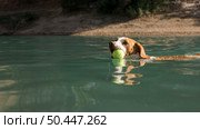 cute dog holding ball swimming outdoors. Стоковое фото, агентство Ingram Publishing / Фотобанк Лори